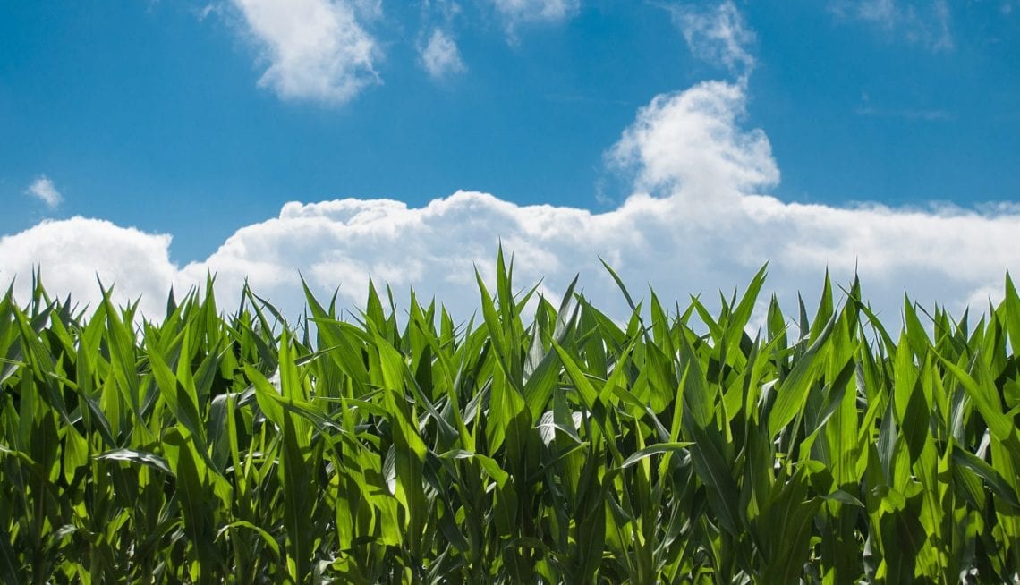 Field of corn against a blue sky